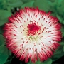 Daisy Blushing Bride Bellis Perennis Seeds