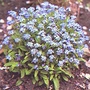Forget-Me-Not Blue Ball Seeds