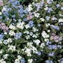 Forget-Me-Not Bobo Mixed Seeds