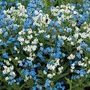 Forget-Me-Not Chinese Chill Out Seeds