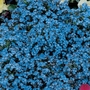 Forget-Me-Not Spring Symphony Blue Seeds