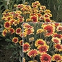 Gaillardia Goblin Seeds