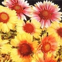 Gaillardia Reselected Hybrids Seeds