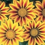 Gazania Daybreak Red Stripe F1 Seeds