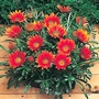 Gazania Kiss Bronze F1 Hybrid Seeds