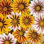 Gazania Tiger Stripes Mixed Seeds