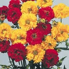 Geum Oranges and Lemons Seeds