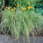 Grass Ornamental  Carex comans Amazon Mist Seeds
