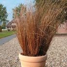 Grass Ornamental - Carex Red Rooster Seeds