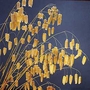 Grass Quaking Briza Maxima Seeds