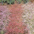 Gypsophila Elegans Improved Mixed Seeds