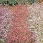 Gypsophila Elegans Improved Mixed Seeds