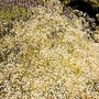 Gypsophila Paniculata Seeds