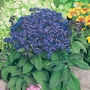 Heliotropum Dwarf Marine Cherry Pie Seeds