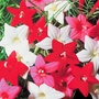 Ipomoea Quamoclit Mixed Feathers Seeds