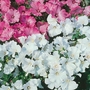 Lavatera Mallow White Satin Seeds