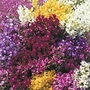Linaria Little Sweeties Mixed Seeds