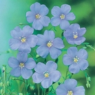 Linum Blue Dress Seeds