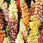 Lupin Dwarf Gallery Mixed Seeds