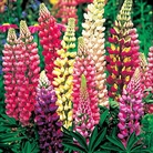 Lupin Dwarf Lulu Mixed Seeds