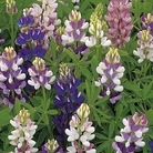Lupin Pixie Delight Mix Seeds
