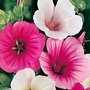 Malope Strawberries and Cream Seeds