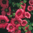Malope The Vulcan Seeds
