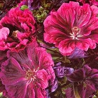 Malva Magic Hollyhock Seeds