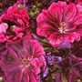 Malva Magic Hollyhock Seeds