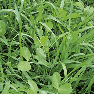 Manure - Green Seeds