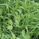 Manure - Green Seeds