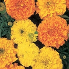 Marigold African Crackerjack Seeds