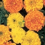 Marigold African Crackerjack Seeds