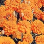 Marigold Boy O Boy Orange Seeds