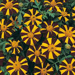 Marigold Mr Majestic Seeds