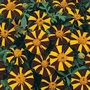 Marigold Mr Majestic Seeds