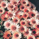Mesembryanthemum Apricot Tutu Seeds