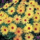 Mesembryanthemum Lemon Soda Seeds