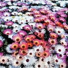 Mesembryanthemum Sparkles Seeds