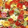 Mimulus Calypso F1 Hybrid Seeds