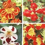 Mimulus Shade Loving Hybrids Seeds