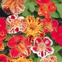 Mimulus F2 Super Hybrid Mix Seeds
