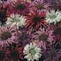 Monarda TM Superb Mixed Seeds