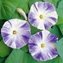 Morning Glory Flying Saucers Seeds