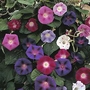Morning Glory Mixed Colours Seeds