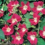 Morning Glory Split Seeds