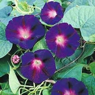 Morning Glory Star Of Yelta Seeds