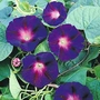 Morning Glory Star Of Yelta Seeds
