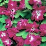 Morning Glory Sunrise Seranade Seeds