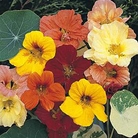 Nasturtium Alaska Mixed Seeds